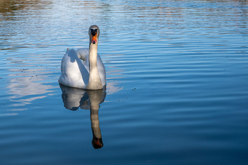 Mute swan on a lake with refection in water