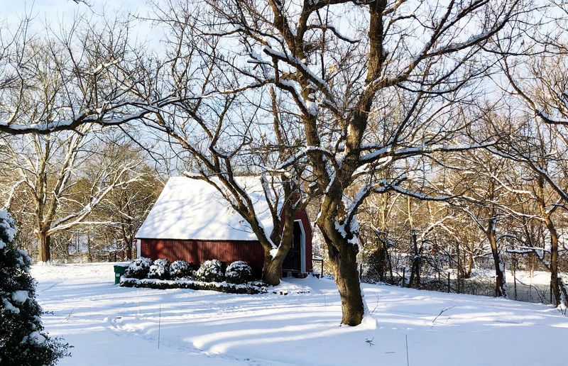 Bare trees on snow covered field by house during winter