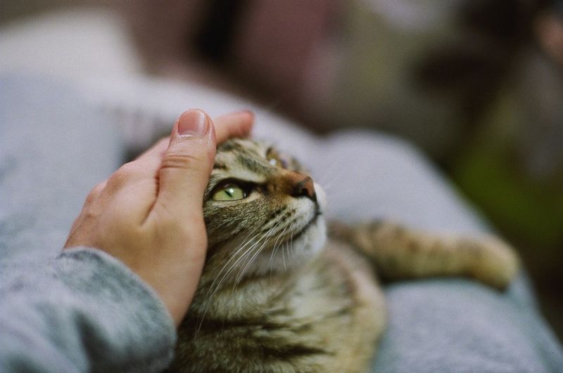 Close-up of cat on hand