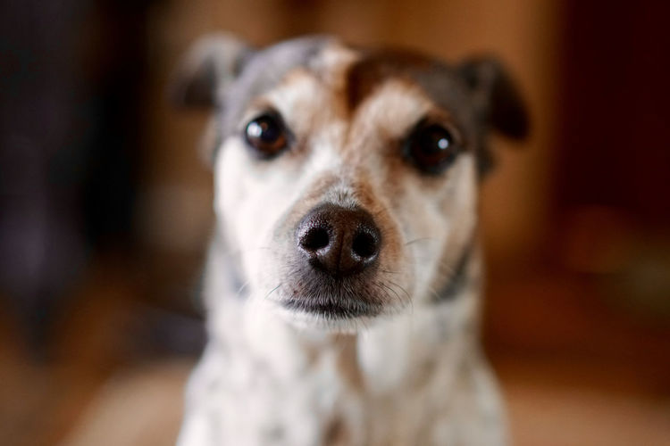 Close-up of dog looking directly into the camera