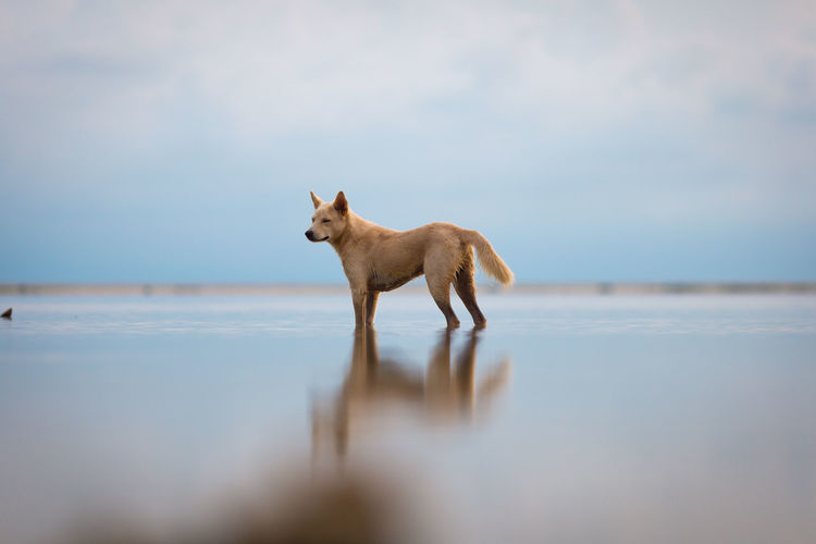 Dog standing on a land