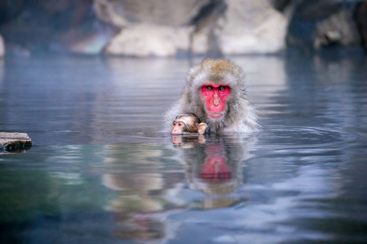 Portrait of japanese macaques in hot spring