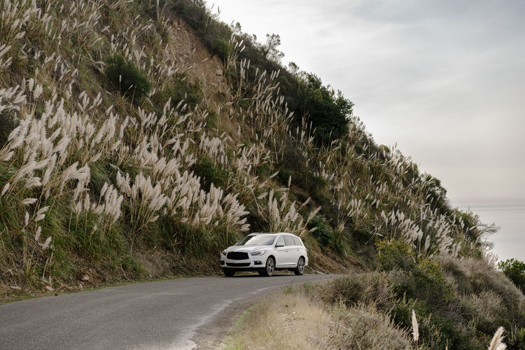Car driving up hillside with pampas grass in big sur