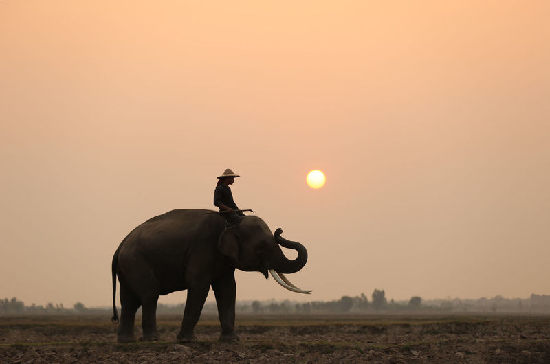 Man riding elephant on field