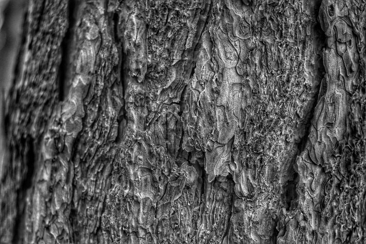 Full frame of tree trunk