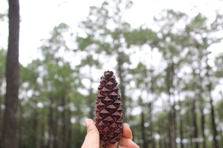 Cropped hand holding pine cone against trees