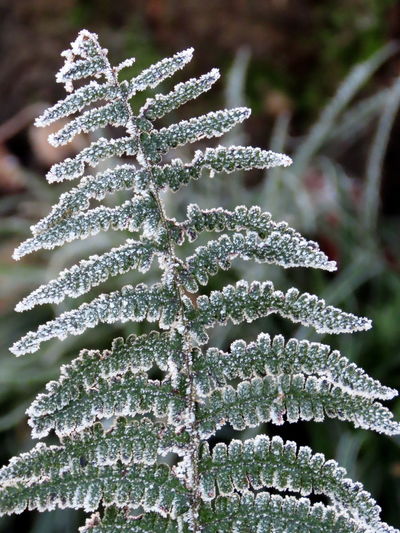 Close-up of wet leaves during winter