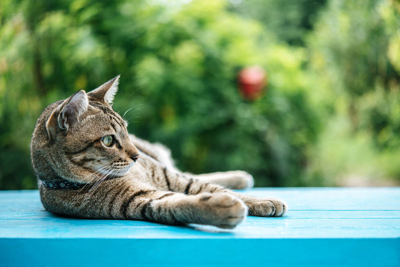 Close-up of tabby cat sitting on table against plants outdoors