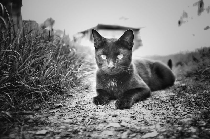 Portrait of cat on field