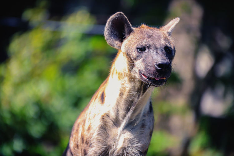 Close-up portrait of a spotted hyena looking away