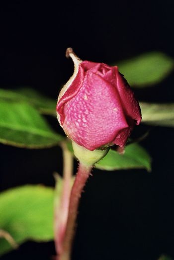 Close-up of fresh pink rose blooming against black background