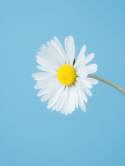 Close-up of white daisy against blue sky