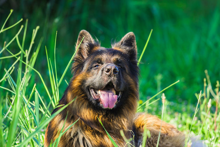 Portrait of a purebred german shepherd dog in the grass, valconca, emilia romagna, italy