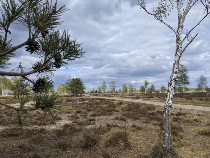 Trees on field against sky