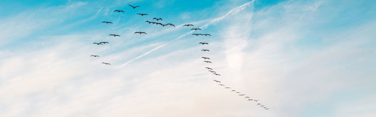 Large group flock of pelicans seagulls birds flying in blue sky on summer sunset. web banner header 