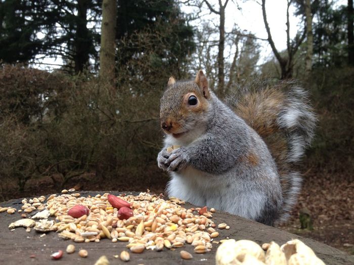 Squirrel feeding on peanuts