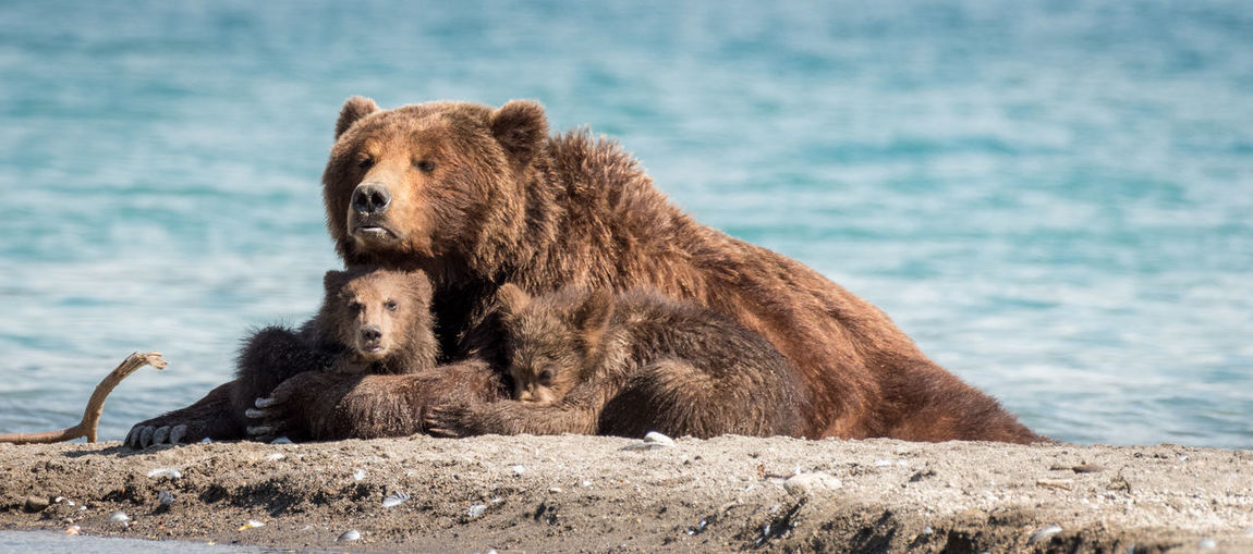 Grizzly bears at sea shore
