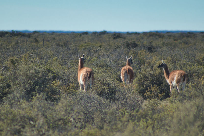 View of guanacos on field in patagonia