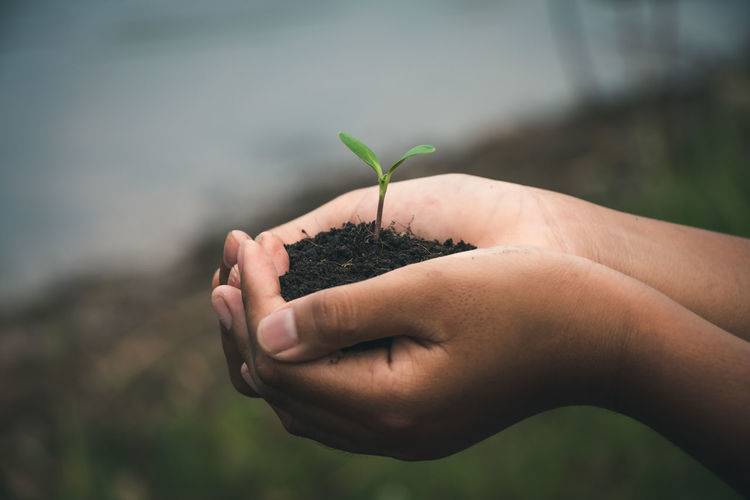 Close-up of cropped hands holding seeding with soil