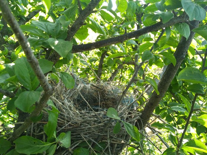 Low angle view of nest on tree