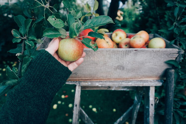 Cropped hand holding apple in orchard