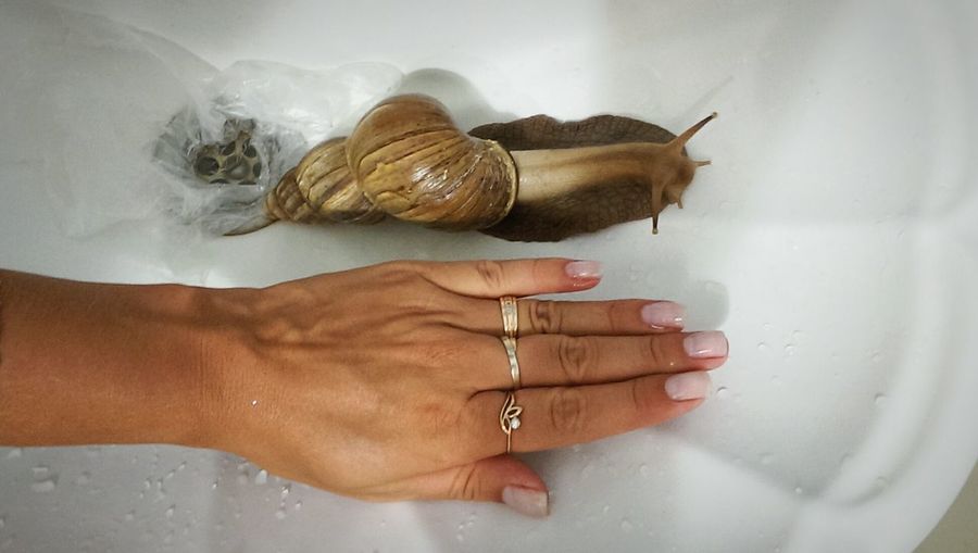Cropped hand of woman by snail in sink