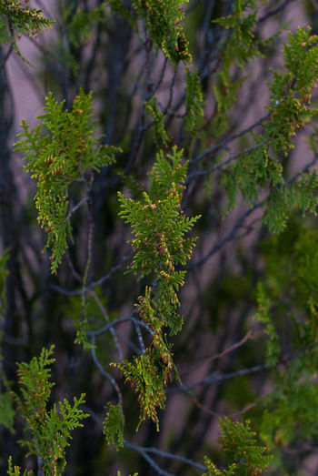 Close-up of lichen on tree
