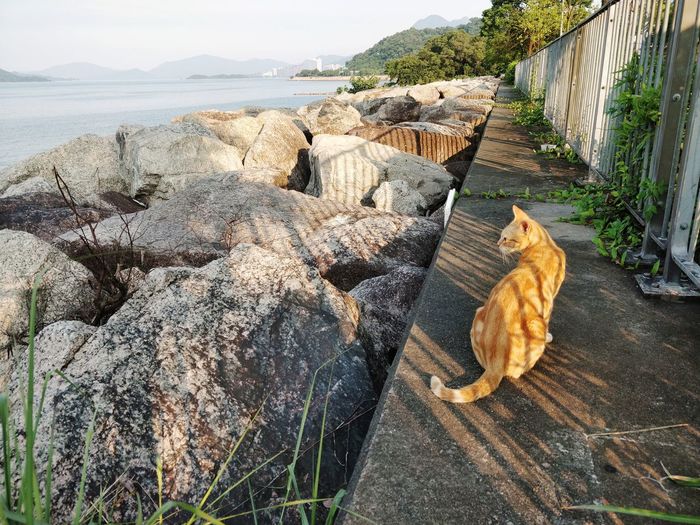 High angle view of a cat on rock by sea
