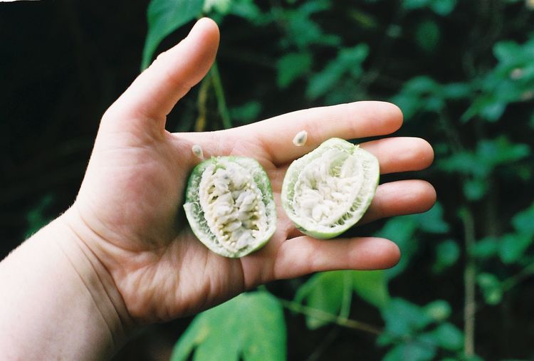 Close-up of hand holding unripe passion fruit 