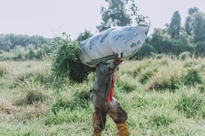 Worker carrying grass on head at field
