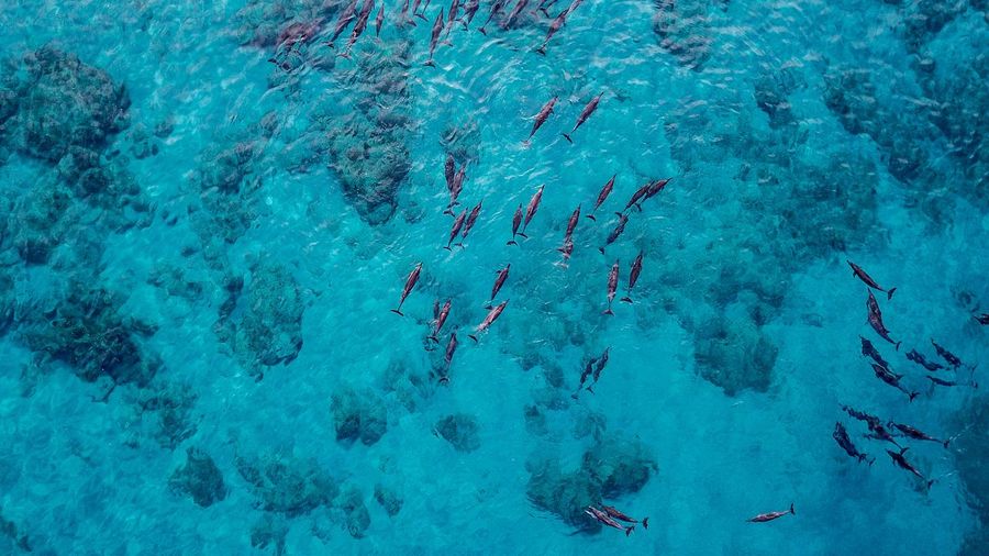 High angle view of fish swimming underwater