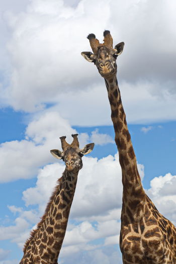Portrait of giraffe against sky
