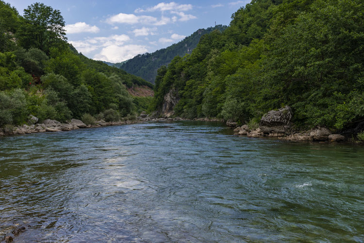Scenic view of river amidst trees against sky