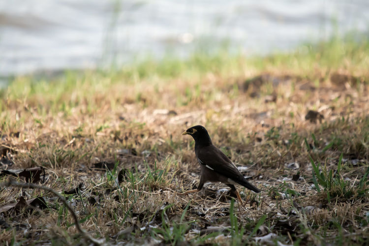 Bird perching on a field