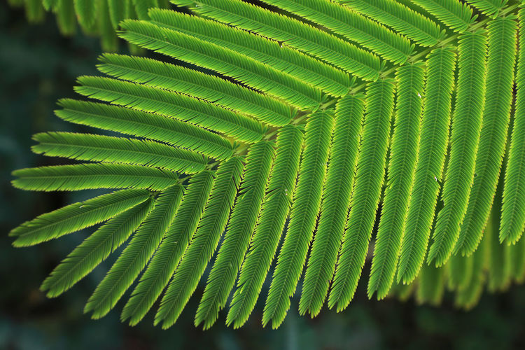 Close-up of green leaves on tree