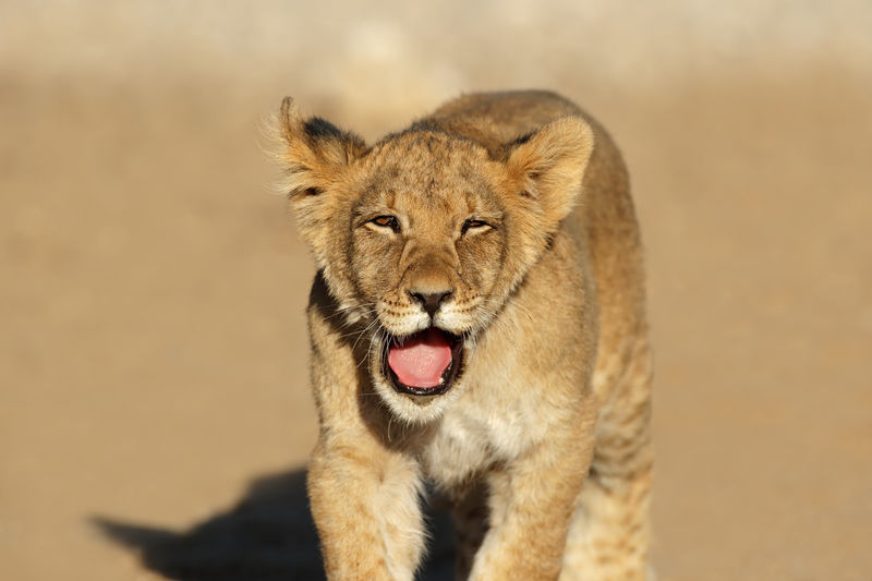 Close-up portrait of lioness in forest