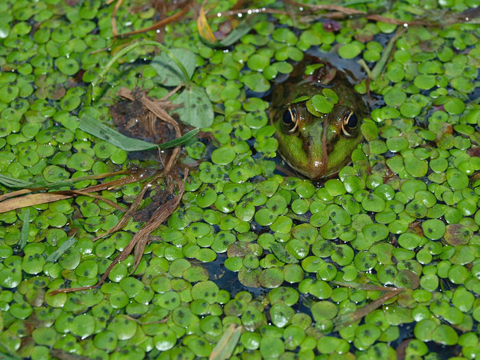 High angle view of frog on leaf