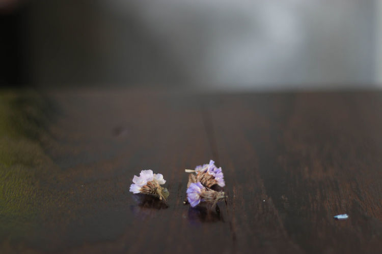 Flowers against blurred background