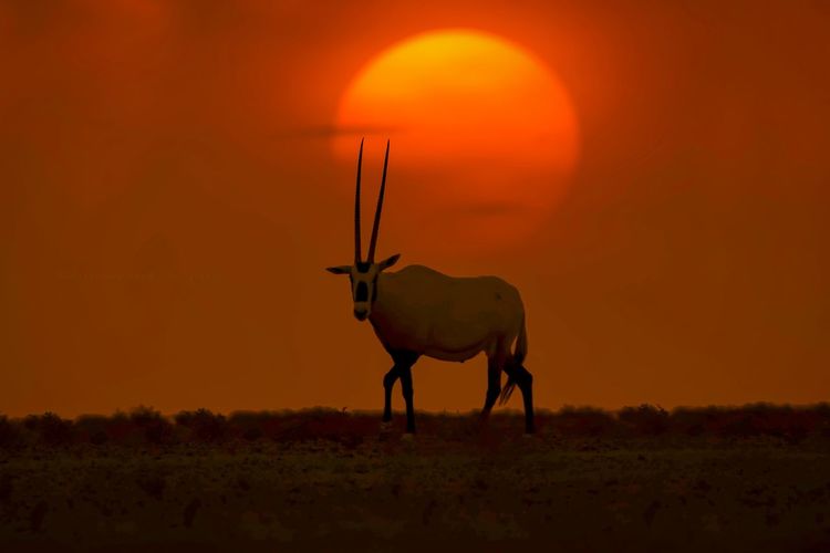 Silhouette arabian oryx on field against orange sky