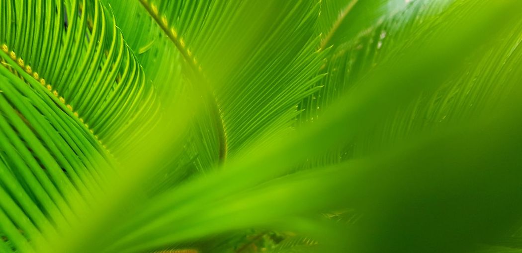 Close-up of palm tree leaves