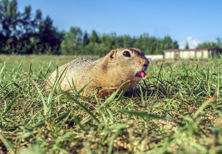 animal