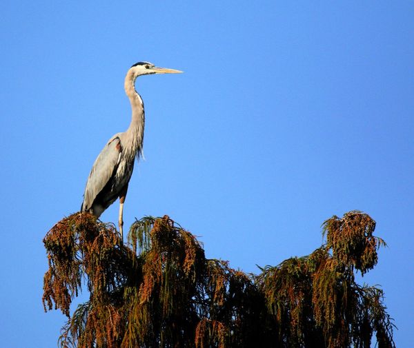 Low angle view of gray heron perching on tree against clear blue sky