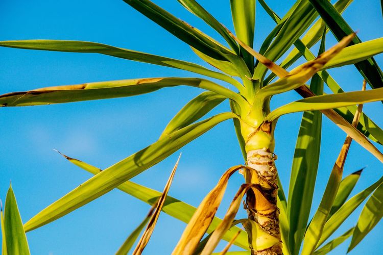 Low angle view of bamboo plant against blue sky