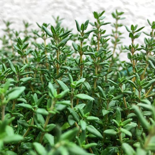 Close-up of fresh green plants