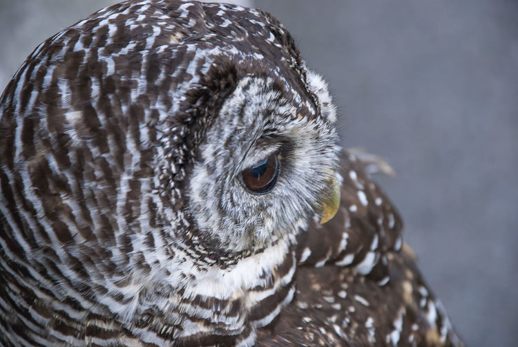 Close up of a chaco owl 