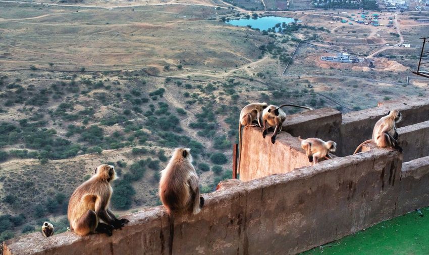 Nature theories, pushkar, india-monkeys sitting on a mountain