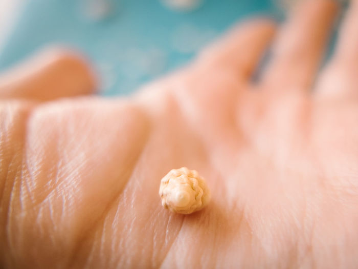 Cropped hand of person holding small seashell