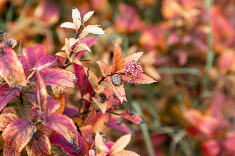 Close-up of pink maple leaves on plant
