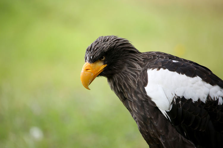 Close-up of stellers sea eagle looking away