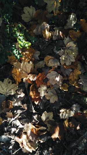 Dry maple leaves during autumn